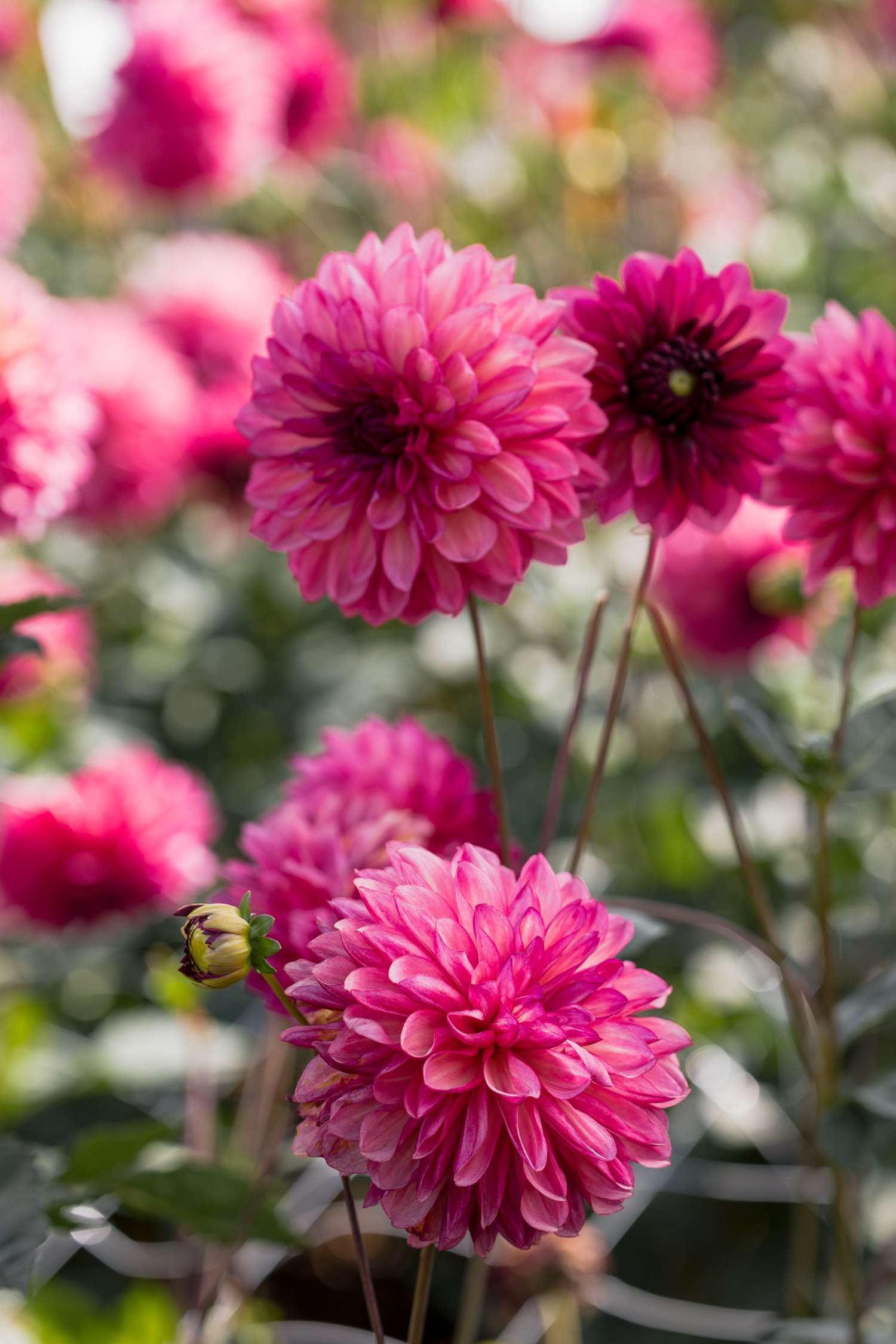 Daalia 'Bacardi'